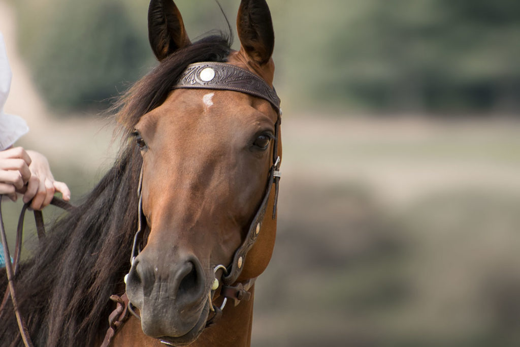 Unser neuer Reitstall ist schlossdornhofen.at
